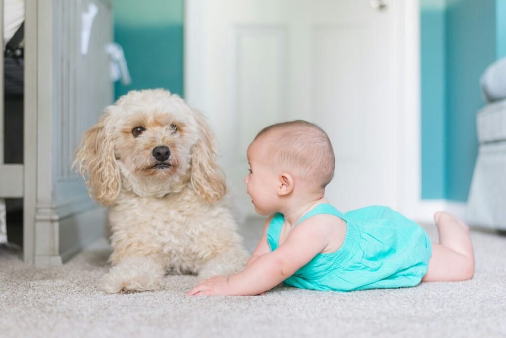 pets and odors cleaning
